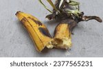 Small photo of the banana has succumbed to advanced decay, rendering it completely squishy and unrecognizable, with its skin taking on a deep black hue