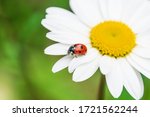 Ladybug On Daisy Or Camomile...