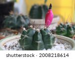 Close Up Red Cactus Pod Focused ...