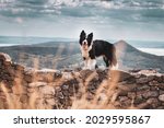 Border collie dog with a...