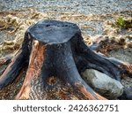 Small photo of A burnt and blackened tree stump possibly done as an act of environmental vandalism in a English National Park