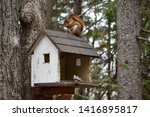 A Red Squirrel Shares A Bird...