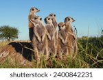 Ever watchful  meerkats keep...