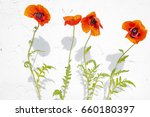 red poppies on a bleached wall... | Shutterstock . vector #660180397