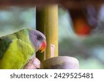 Small photo of Green wild parrot with pitiful eyes in Thailand He was caught and raised in front of the house with pitiful eyes.