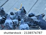 Pigeons and pigeons belong to the family Columbidae and in the order Columbiformes.Many pigeons are scrambling for bread crumbs to eat.