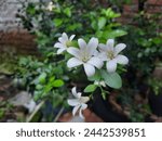 Small photo of Foliage and flowers of Kemuning or Murraya paniculata, commonly known as orange jasmine, orange jessamine, china box or mock orange, is a species of shrub or small tree in the family Rutaceae.