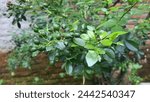 Small photo of Foliage and fruit of Kemuning or Murraya paniculata, commonly known as orange jasmine, orange jessamine, china box or mock orange, is a species of shrub or small tree in the family Rutaceae.