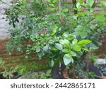 Small photo of Foliage and fruit of Kemuning or Murraya paniculata, commonly known as orange jasmine, orange jessamine, china box or mock orange, is a species of shrub or small tree in the family Rutaceae.