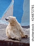 The Small Polar Bear Sits On A...