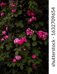 Small photo of pink climbing rose "Ferdinand Pritchard"