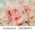 gifted hydrangea  close up of... | Shutterstock . vector #1381584971