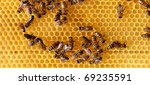 Worker Bees On Honeycomb Free Stock Photo - Public Domain Pictures