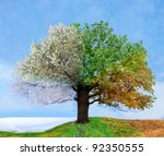 Four Season Tree