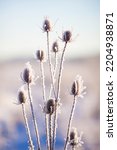 Small photo of Frost-covered thistle in a winter field on a sunny day