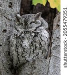 Small photo of An closeup of an Eastern Screech Owl in a tree (Megascops asio)