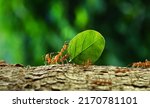 Ants carry the leaves back to build their nests, carrying leaves, close-up. sunlight background. Concept team work together.	                          