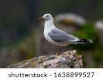 Common Gull - Larus canus, beautiful common gull from north European sea and ocean coasts, Runde, Norway.
