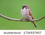 Eurasian Tree Sparrow   Passer...