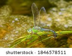 Emperor Dragonfly   Anax...