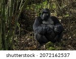 Mountain gorilla   gorilla...