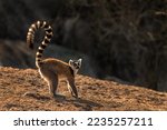 Ring Tailed Lemur   Lemur Catta ...