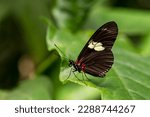 Small photo of Doris Longwing - Heliconius doris, small beautiful colorful butterfly from New World, Panama.