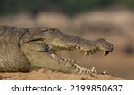 Small photo of Crocodile with its mouth open basking in the sun; crocodiles resting; mugger from Sri Lanka; Crocodile basking in the open; resting croc; Dinosaur form; sun bathing croc in Yala NP Sri Lanka