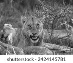 Small photo of Portrait of a lion and his face looking at the camera. lion in black and white with a lion lying down behind. An young male lion (Panthera leo) from Lower Sabie, Kruger National Park, South Africa
