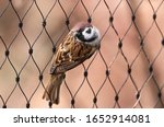 Sparrow On A Fine Fence With A...