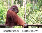 Small photo of Orangoutang in National Park Tanjung Puting, Borneo