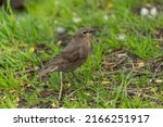 Small photo of A starling chick is looking for food among the green grass. A small gray bird looks warily into the camera.