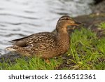Small photo of A brown duck gathers food in the grass near a pond and looks warily into the camera. Water bird walks on the grass.