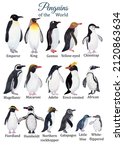 Penguins Species Poster. Hand...
