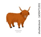 Highland Cattle. Scottish Breed ...