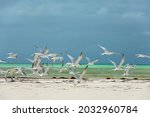 Royal Tern Bird Group Flying...