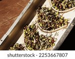 Small photo of Olive oil production plant. Conveyor belt constantly feeding olives into small scale olive oil mill factory for extracting extra virgin olive oil.