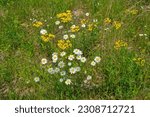 Small photo of White daisies and yellow butterweed in bloom with tall grasses and a small butterfly and flying insects on the open flowers in a field on a sunny day in late springtime