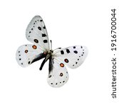 Small photo of White butterfly with black and orange dots isolated on a white background with outstretched wings. A type of flying insects that personify summer and the beauty of nature.