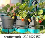 Strawberry growing in a box. Flowering strawberry plant in flower pot hanging on balcony.