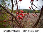 Rosa Canina with ripe red berries - rose Pometum