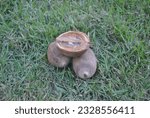 Small photo of Take the babassu coconuts out of the grass