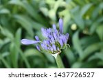 Agapanthus   A Blue Purple...