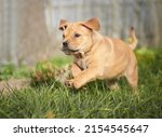 Small photo of ca de bou puppy runs, perro dogo mallorquin puppy perro dogo mallorquin puppy, mallorca mastiff, mallorca mastiff