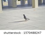 Pigeon Standing On The Marble...