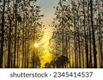 Sunset amid the dry trees during the dry season in Kemlagi Forest, Mojokerto, Indonesia. Experience the mesmerizing beauty of a sunset casting its golden glow upon the arid trees.
