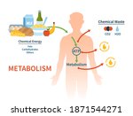 human metabolism vector banner. ... | Shutterstock .eps vector #1871544271