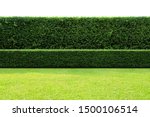 Small photo of Long tree hedge, double layers (two steps); small and tall hedge with green grass lawn in foreground. Upper part isolated on white background.
