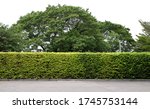 Small photo of Long tree hedge or fence trees with textured concrete floor in foreground. Many big trees in the background. Upper part isolated on white background.