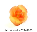 Flower Of Begonia Isolated On...
